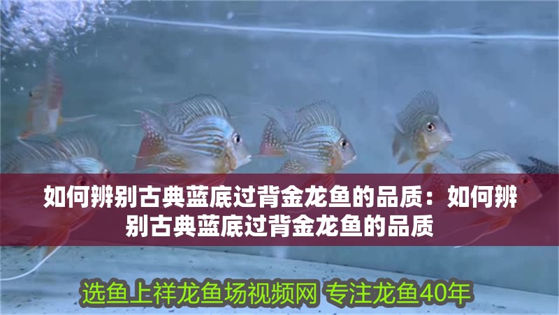 如何辨別古典藍底過背金龍魚的品質：如何辨別古典藍底過背金龍魚的品質