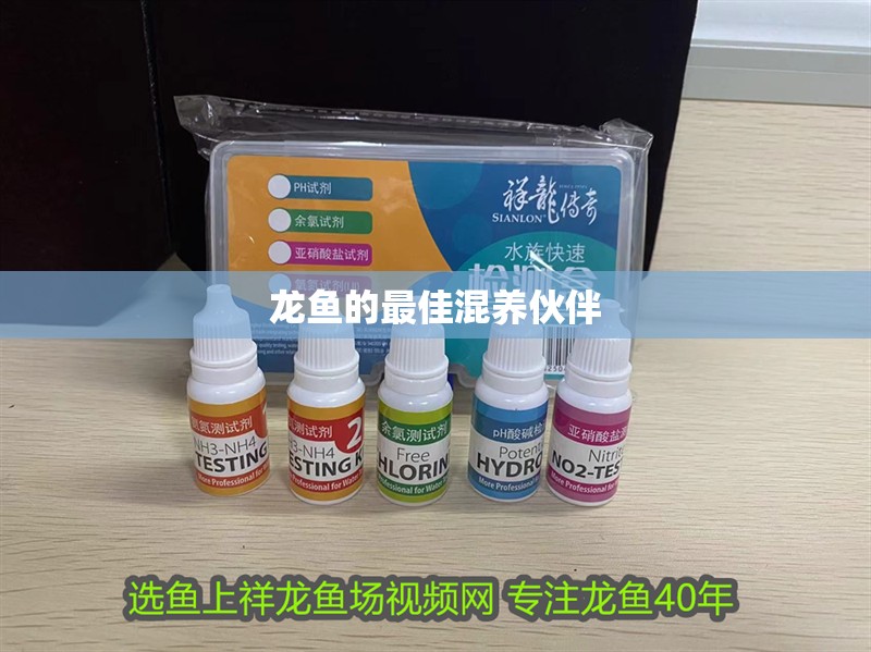 龍魚的最佳混養伙伴