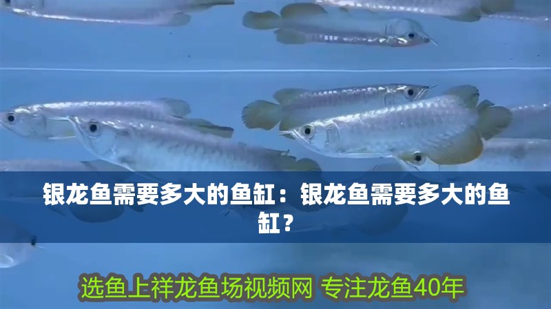 銀龍魚需要多大的魚缸：銀龍魚需要多大的魚缸？