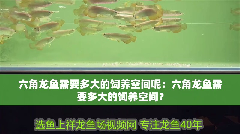 六角龍魚需要多大的飼養空間呢：六角龍魚需要多大的飼養空間？