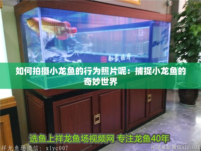 如何拍攝小龍魚的行為照片呢：捕捉小龍魚的奇妙世界