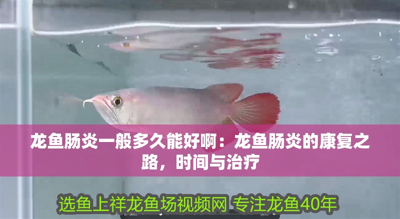 龍魚腸炎一般多久能好啊：龍魚腸炎的康復之路，時間與治療