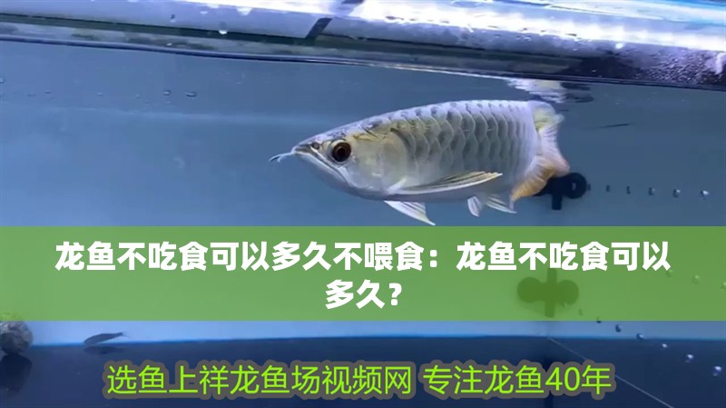 龍魚不吃食可以多久不喂食：龍魚不吃食可以多久？