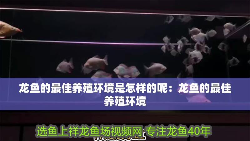 龍魚的最佳養殖環境是怎樣的呢：龍魚的最佳養殖環境