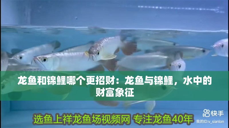 龍魚和錦鯉哪個更招財：龍魚與錦鯉，水中的財富象征