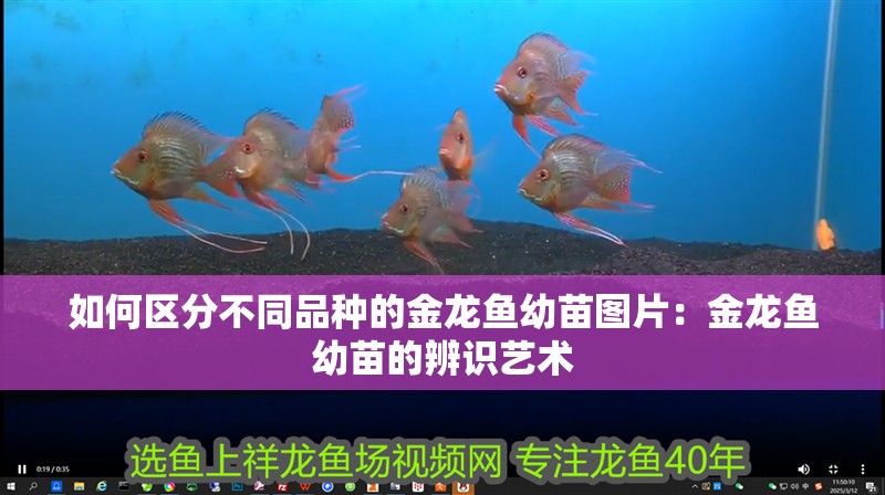 如何區分不同品種的金龍魚幼苗圖片：金龍魚幼苗的辨識藝術
