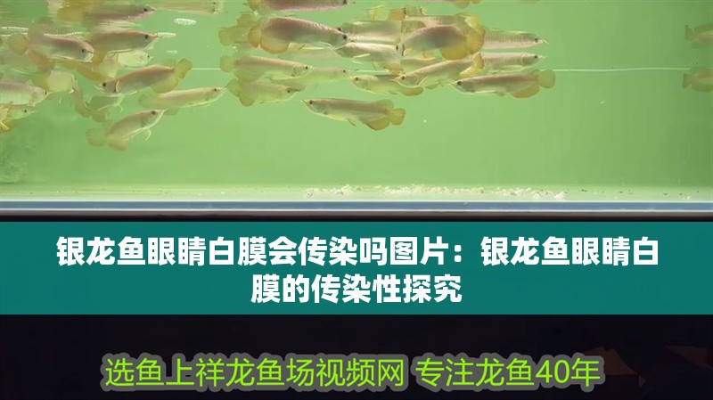 銀龍魚眼睛白膜會傳染嗎圖片：銀龍魚眼睛白膜的傳染性探究