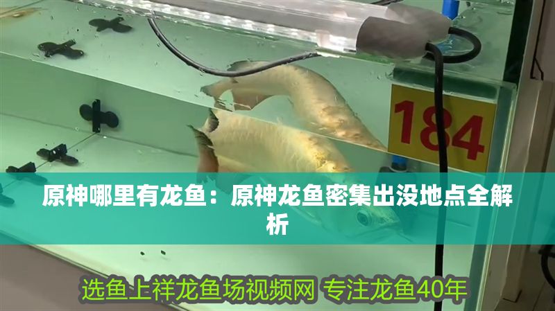 原神哪里有龍魚：原神龍魚密集出沒地點全解析