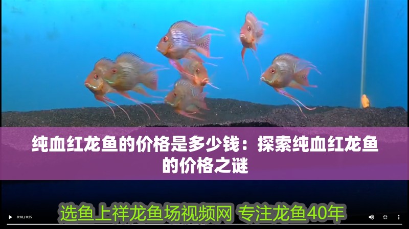 純血紅龍魚的價(jià)格是多少錢：探索純血紅龍魚的價(jià)格之謎