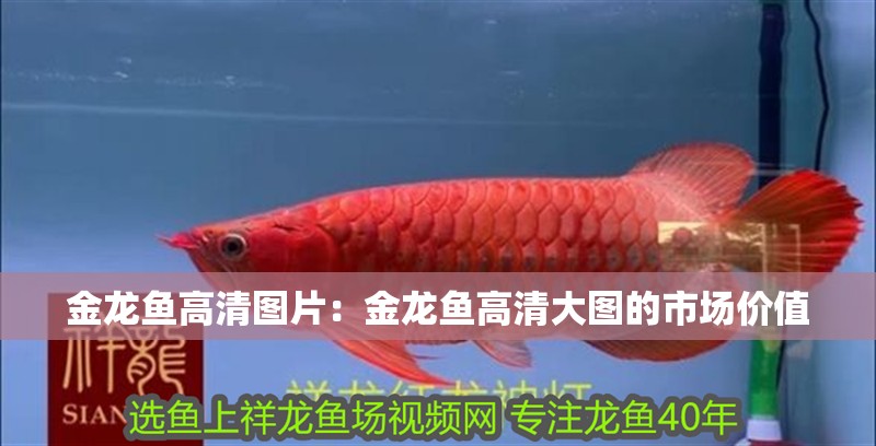 金龍魚高清圖片：金龍魚高清大圖的市場價值