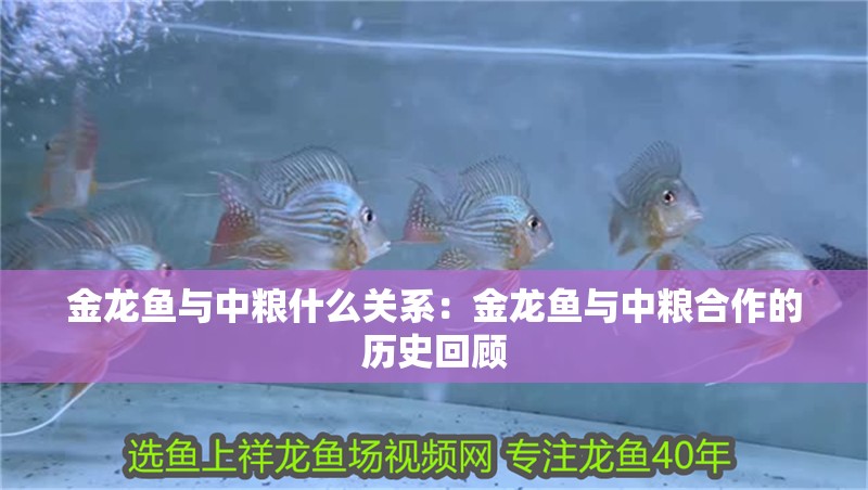 金龍魚與中糧什么關系：金龍魚與中糧合作的歷史回顧
