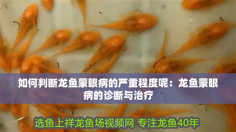 如何判斷龍魚蒙眼病的嚴重程度呢：龍魚蒙眼病的診斷與治療