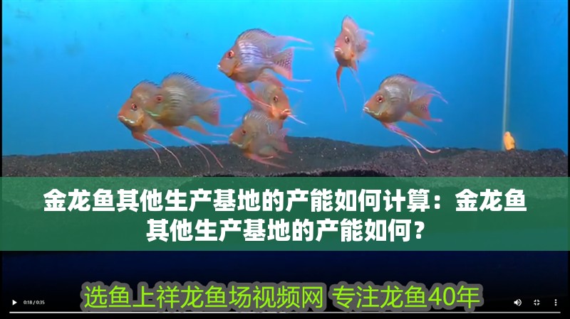 金龍魚其他生產基地的產能如何計算：金龍魚其他生產基地的產能如何？ 金龍魚其他生產基地的產能如何計算：金龍魚其他生產基地的產能如何？ 水族問答