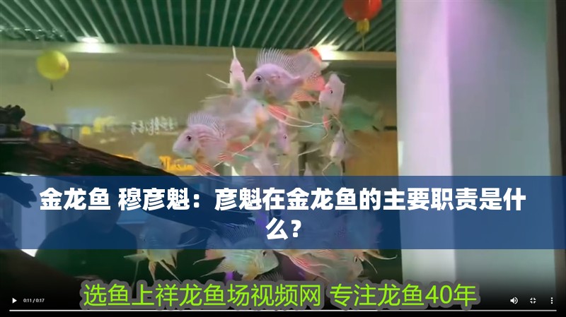 金龍魚 穆彥魁：彥魁在金龍魚的主要職責是什么？