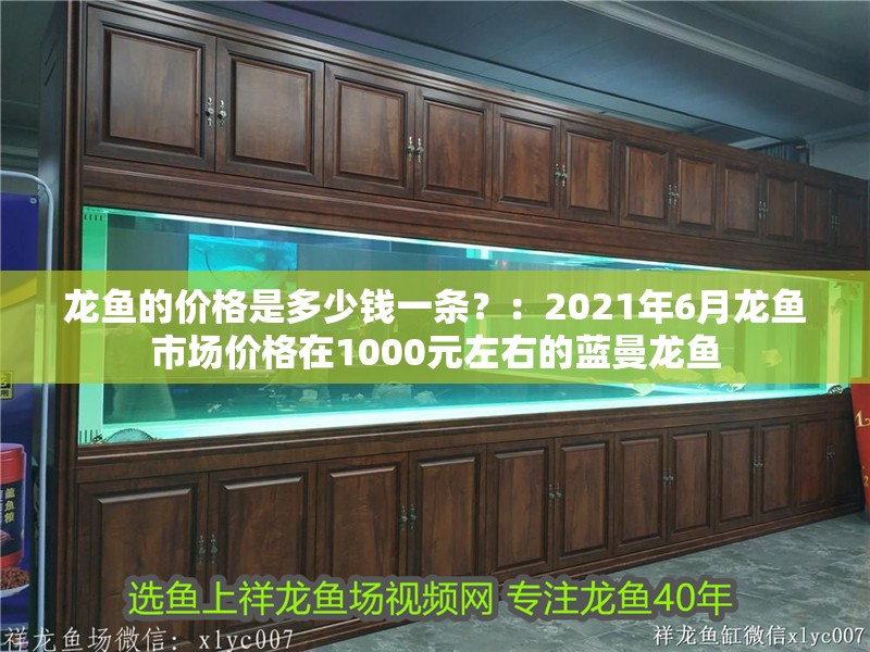 龍魚的價格是多少錢一條？：2021年6月龍魚市場價格在1000元左右的藍曼龍魚