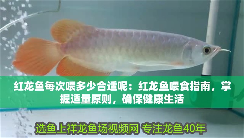 紅龍魚每次喂多少合適呢：紅龍魚喂食指南，掌握適量原則，確保健康生活