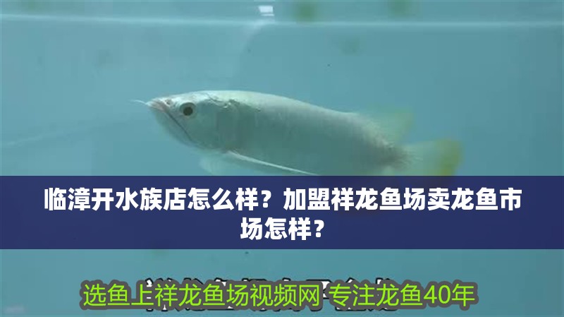 臨漳開水族店怎么樣？加盟祥龍魚場(chǎng)賣龍魚市場(chǎng)怎樣？