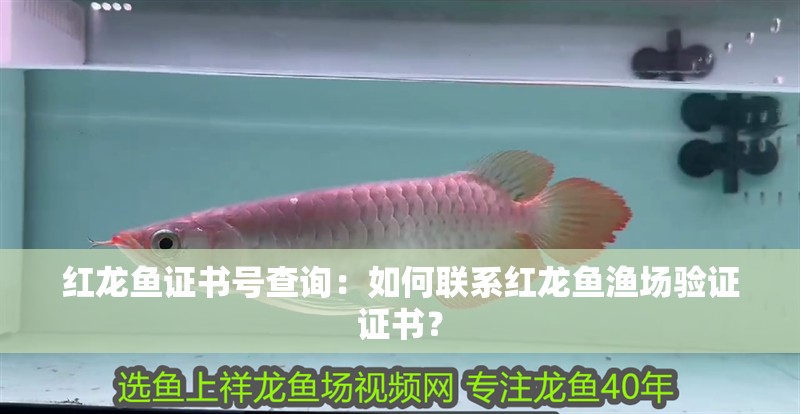 紅龍魚證書號查詢：如何聯系紅龍魚漁場驗證證書？