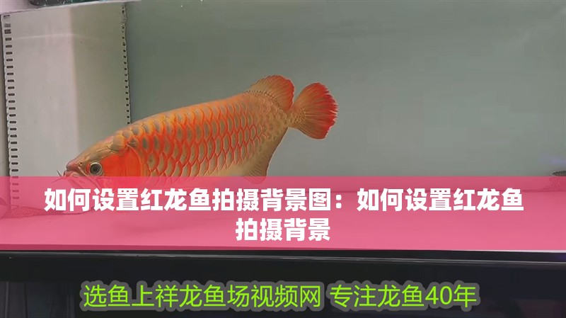 如何設置紅龍魚拍攝背景圖：如何設置紅龍魚拍攝背景
