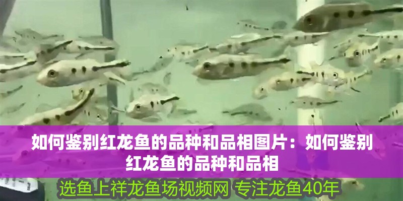 如何鑒別紅龍魚的品種和品相圖片：如何鑒別紅龍魚的品種和品相