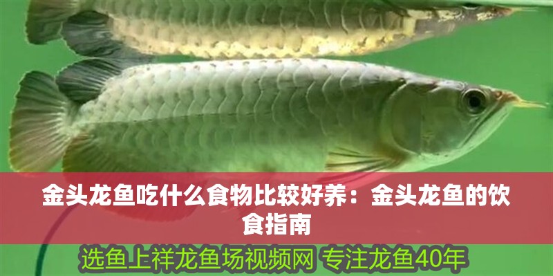 金頭龍魚吃什么食物比較好養：金頭龍魚的飲食指南