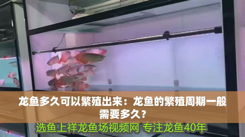 龍魚多久可以繁殖出來：龍魚的繁殖周期一般需要多久？ 龍魚多久可以繁殖出來：龍魚的繁殖周期一般需要多久？ 龍魚百科 第2張
