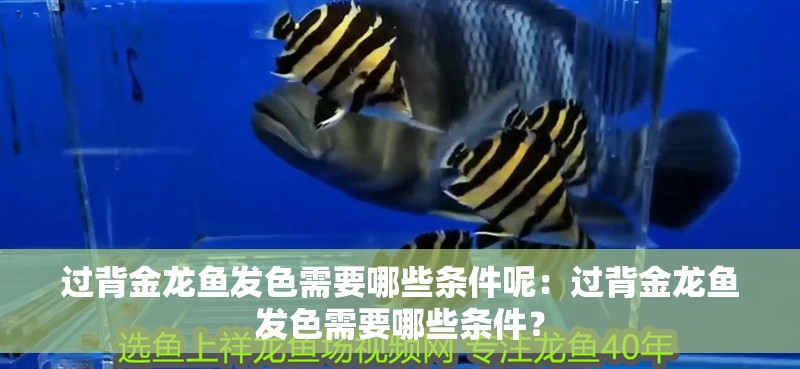 過背金龍魚發(fā)色需要哪些條件呢：過背金龍魚發(fā)色需要哪些條件？