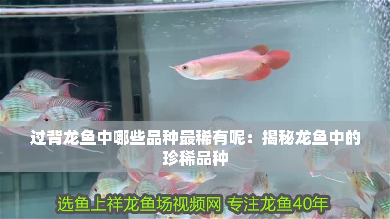 過背龍魚中哪些品種最稀有呢：揭秘龍魚中的珍稀品種