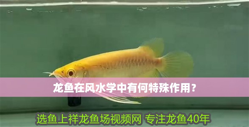 龍魚在風水學中有何特殊作用？