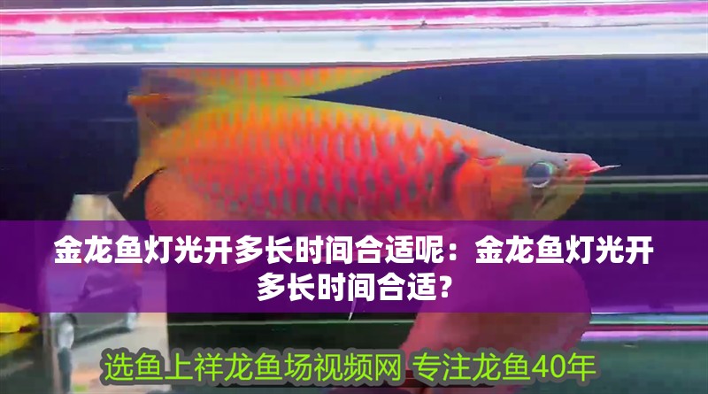 金龍魚燈光開多長時間合適呢：金龍魚燈光開多長時間合適？ 金龍魚燈光開多長時間合適呢：金龍魚燈光開多長時間合適？ 水族問答