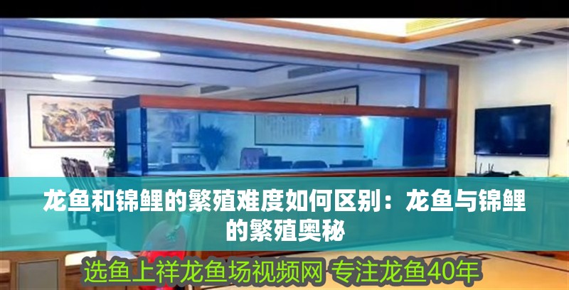 龍魚和錦鯉的繁殖難度如何區別：龍魚與錦鯉的繁殖奧秘