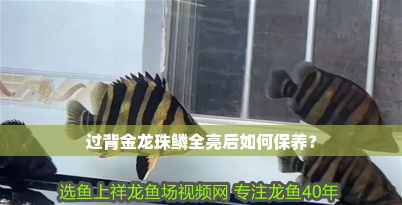 過背金龍珠鱗全亮后如何保養？