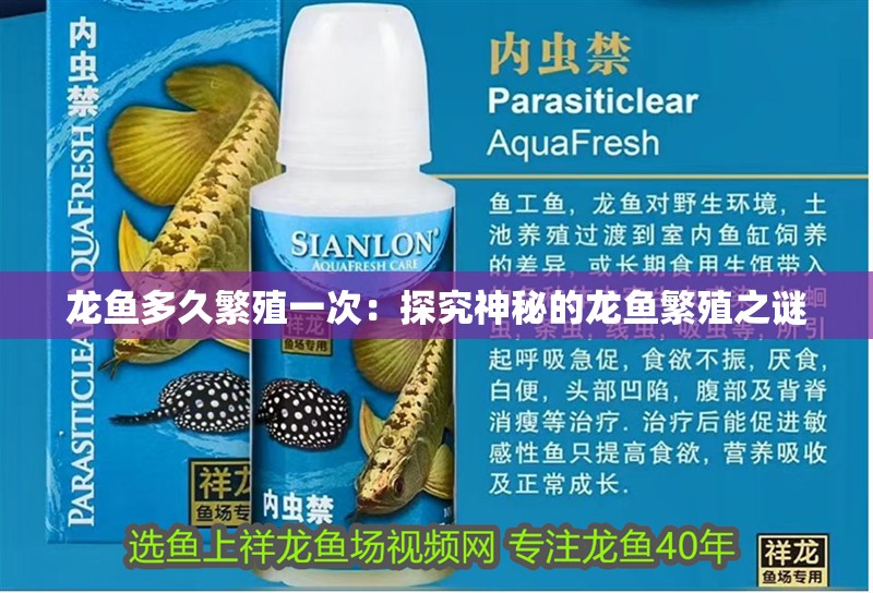 龍魚多久繁殖一次：探究神秘的龍魚繁殖之謎