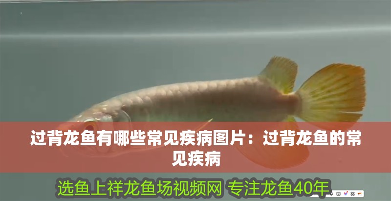 過背龍魚有哪些常見疾病圖片：過背龍魚的常見疾病