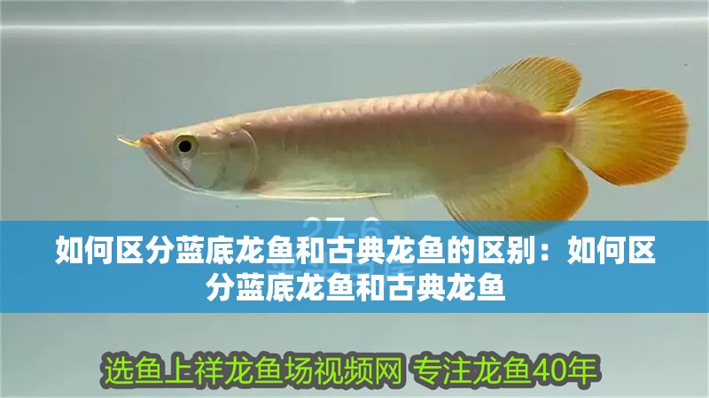 如何區分藍底龍魚和古典龍魚的區別：如何區分藍底龍魚和古典龍魚