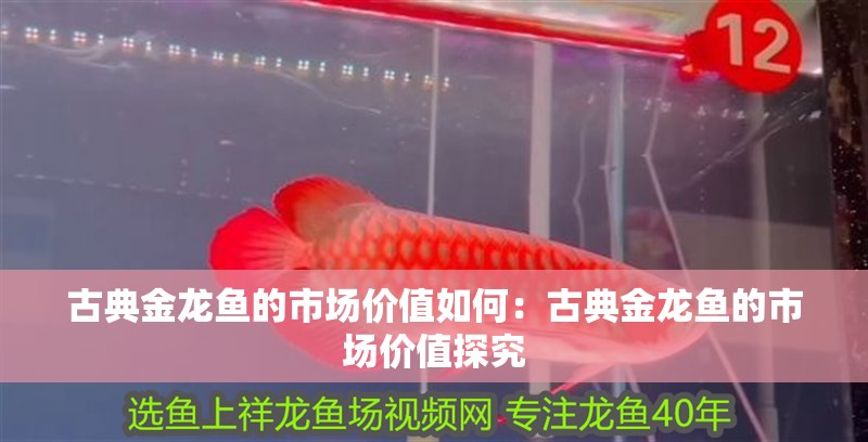 古典金龍魚的市場價值如何：古典金龍魚的市場價值探究