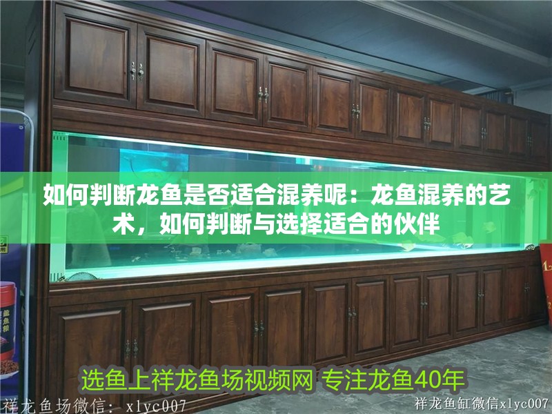 如何判斷龍魚是否適合混養呢：龍魚混養的藝術，如何判斷與選擇適合的伙伴