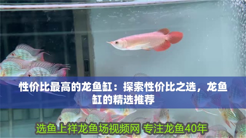性價(jià)比最高的龍魚缸：探索性價(jià)比之選，龍魚缸的精選推薦