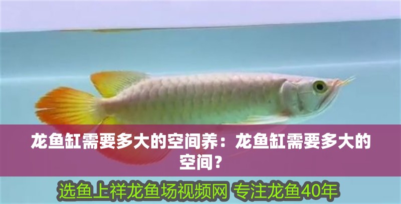 龍魚缸需要多大的空間養(yǎng)：龍魚缸需要多大的空間？