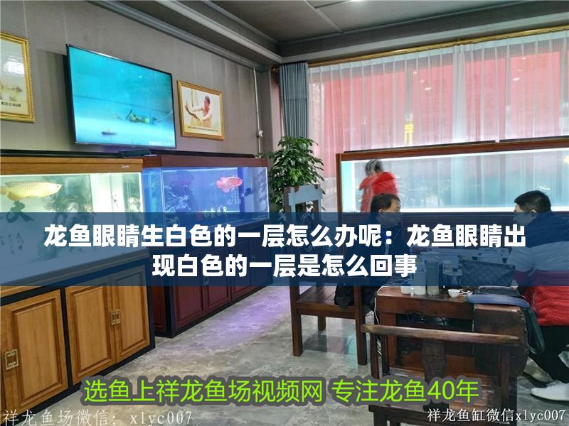 龍魚眼睛生白色的一層怎么辦呢：龍魚眼睛出現白色的一層是怎么回事