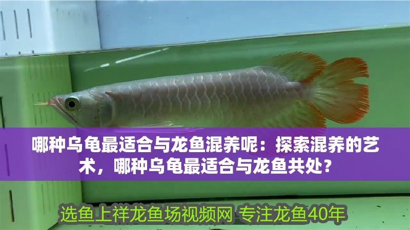 哪種烏龜最適合與龍魚混養呢：探索混養的藝術，哪種烏龜最適合與龍魚共處？