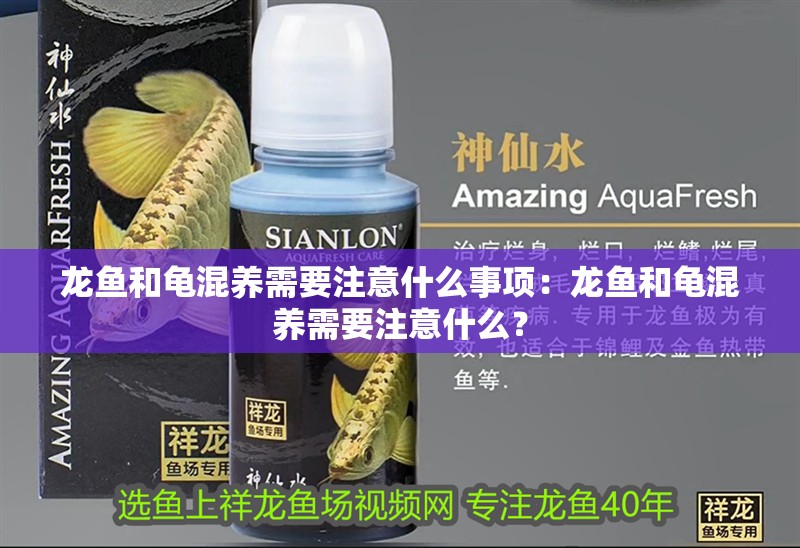 龍魚(yú)和龜混養(yǎng)需要注意什么事項(xiàng)：龍魚(yú)和龜混養(yǎng)需要注意什么？