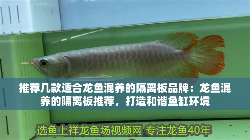 推薦幾款適合龍魚混養(yǎng)的隔離板品牌：龍魚混養(yǎng)的隔離板推薦，打造和諧魚缸環(huán)境