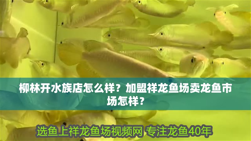 柳林開水族店怎么樣？加盟祥龍魚場賣龍魚市場怎樣？ 柳林開水族店怎么樣？加盟祥龍魚場賣龍魚市場怎樣？ 水族館百科（水族館加盟）