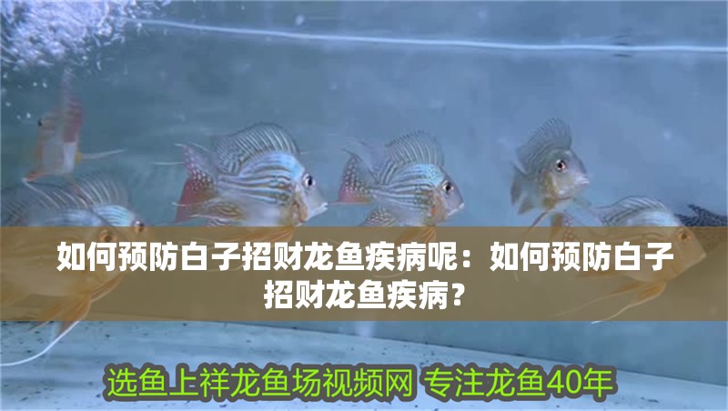 如何預防白子招財龍魚疾病呢：如何預防白子招財龍魚疾病？