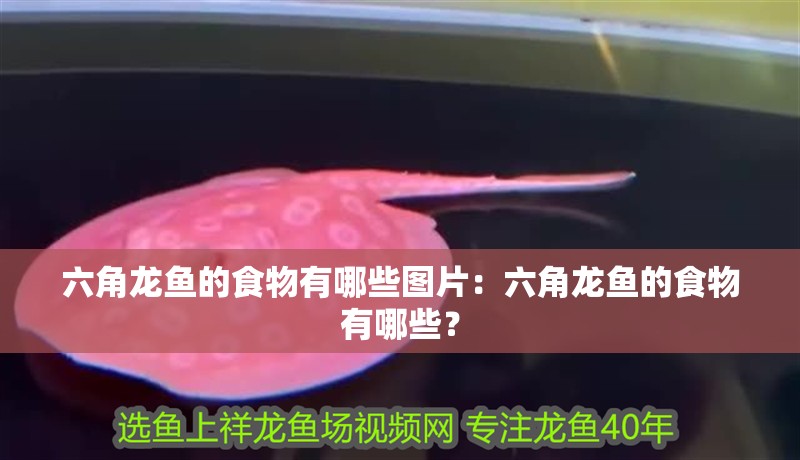 六角龍魚的食物有哪些圖片：六角龍魚的食物有哪些？