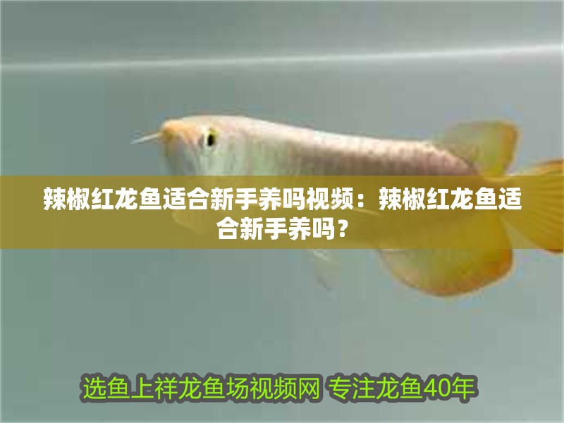 辣椒紅龍魚適合新手養嗎視頻：辣椒紅龍魚適合新手養嗎？ 辣椒紅龍魚適合新手養嗎視頻：辣椒紅龍魚適合新手養嗎？ 水族問答