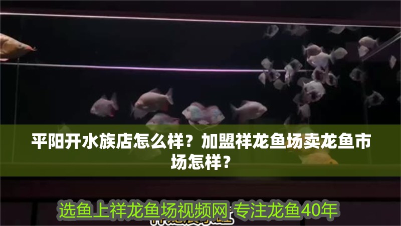 平陽開水族店怎么樣？加盟祥龍魚場賣龍魚市場怎樣？