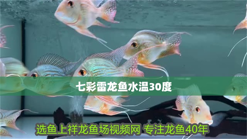 七彩雷龍魚水溫30度