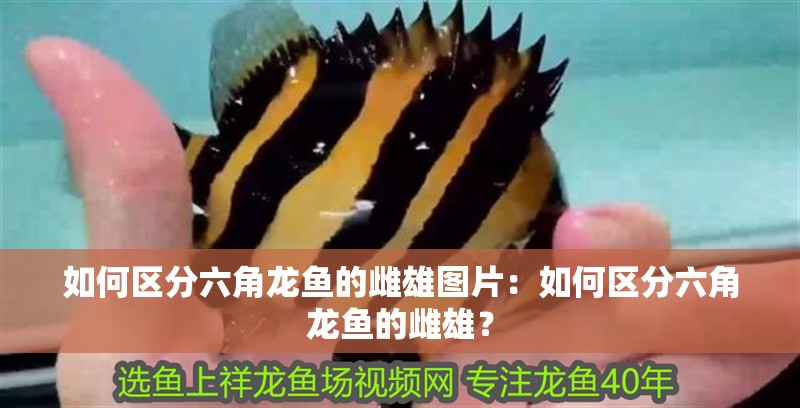 如何區(qū)分六角龍魚的雌雄圖片：如何區(qū)分六角龍魚的雌雄？